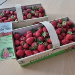 Leckere Erdbeeren (3)