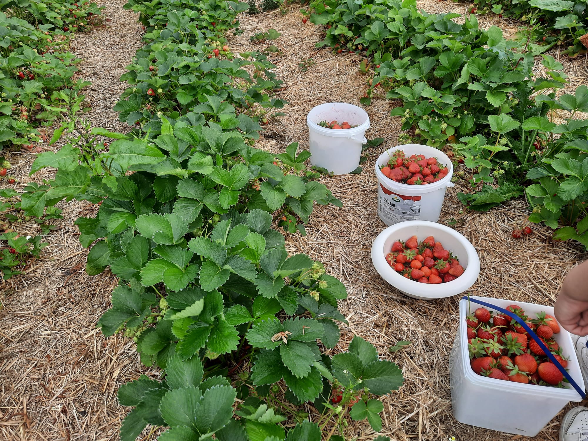 Sommerzeit Ist Erdbeerzeit (1)