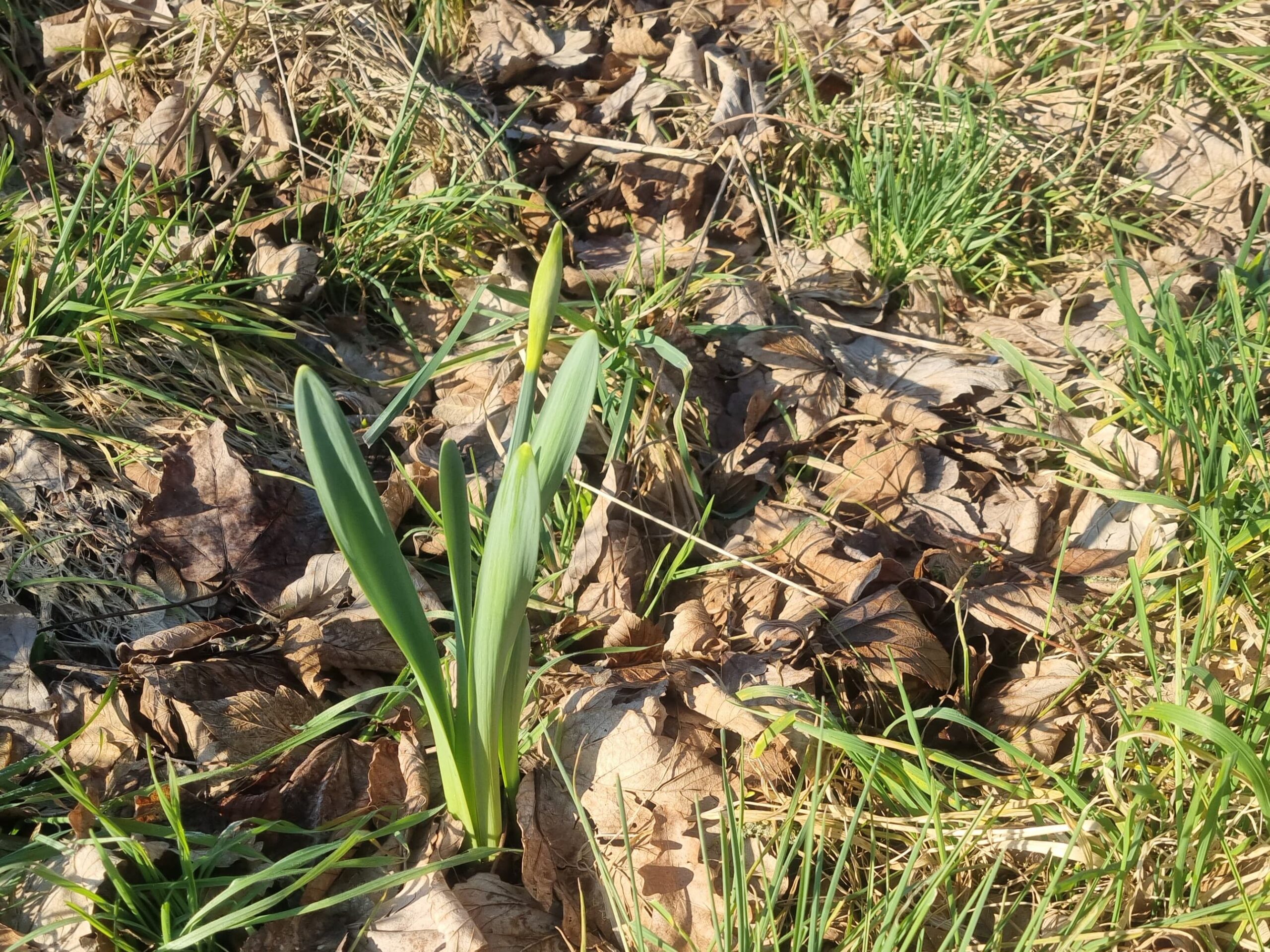 Auf Der Suche Nach Dem Frühling (1)