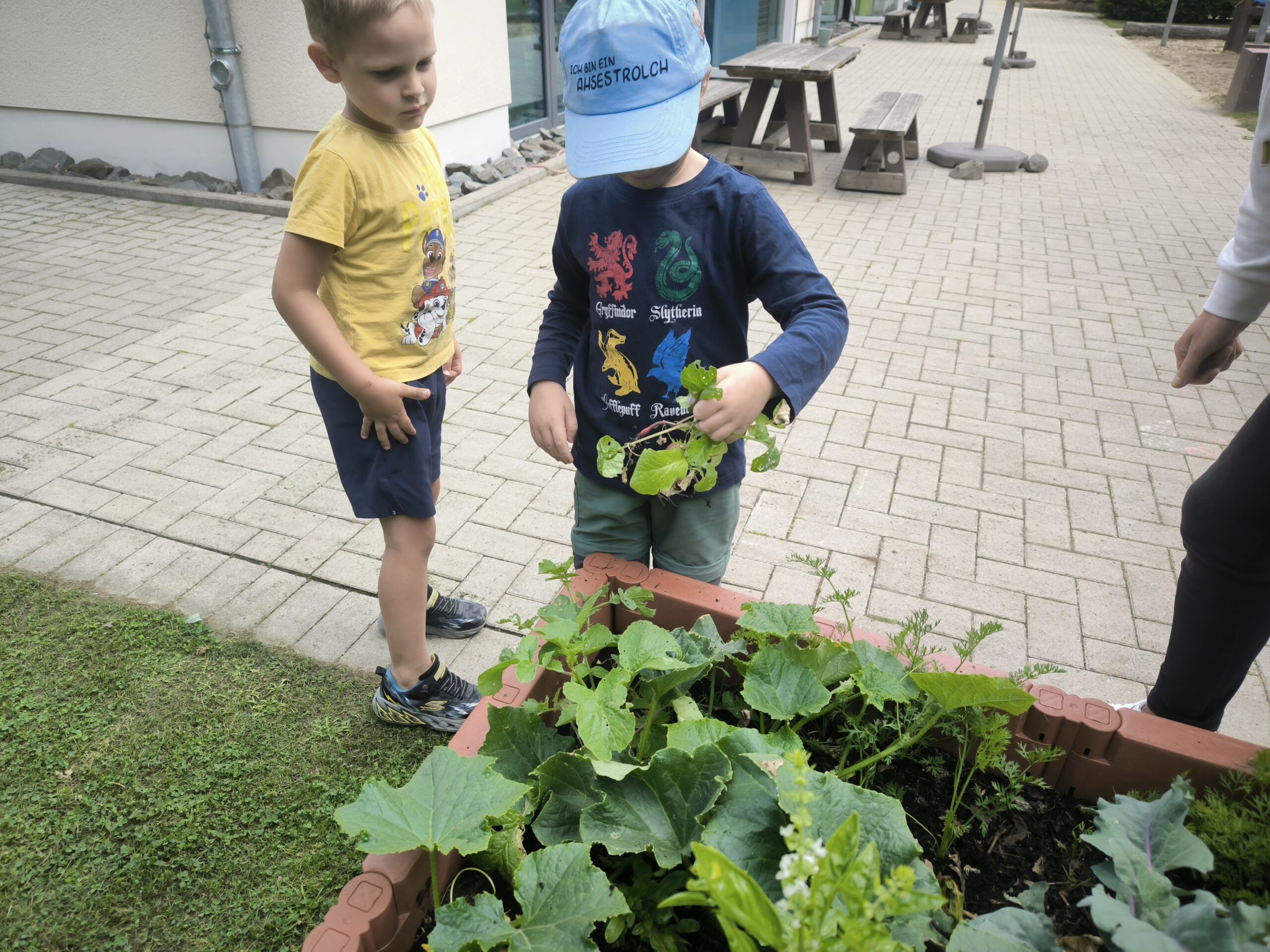Erste Ernteerfolge (4)