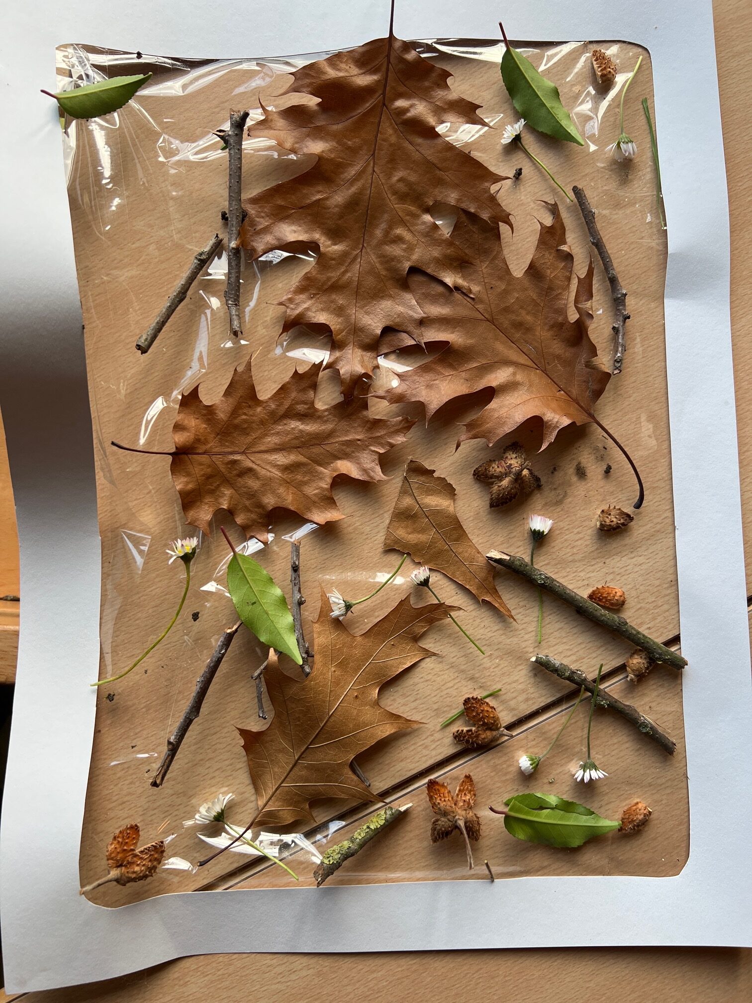 IMG 5A3AD49E 4DF4 476B 9297 1BFEBEEB10A1 (1)