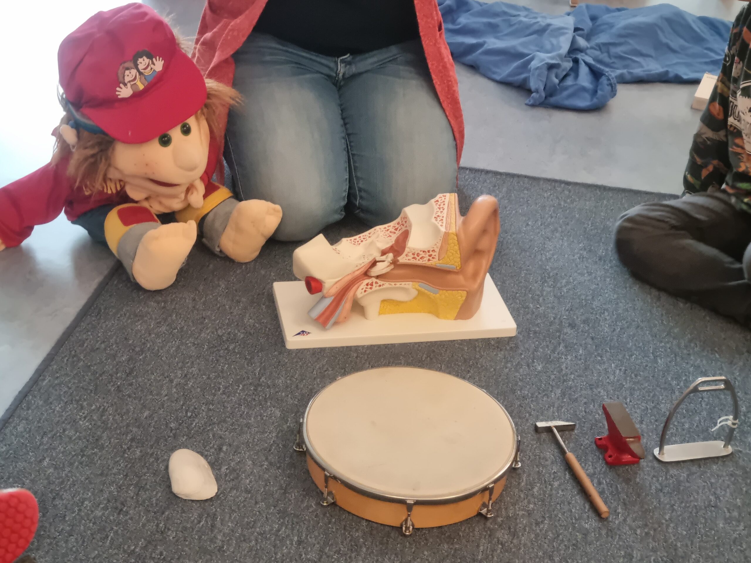 Das Menschliche Ohr (4)